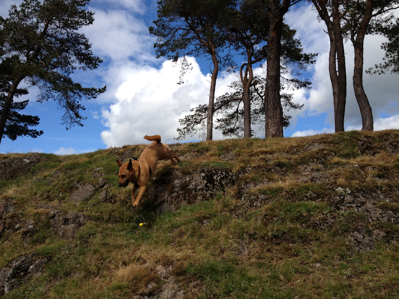 Habibi at Mugdock park