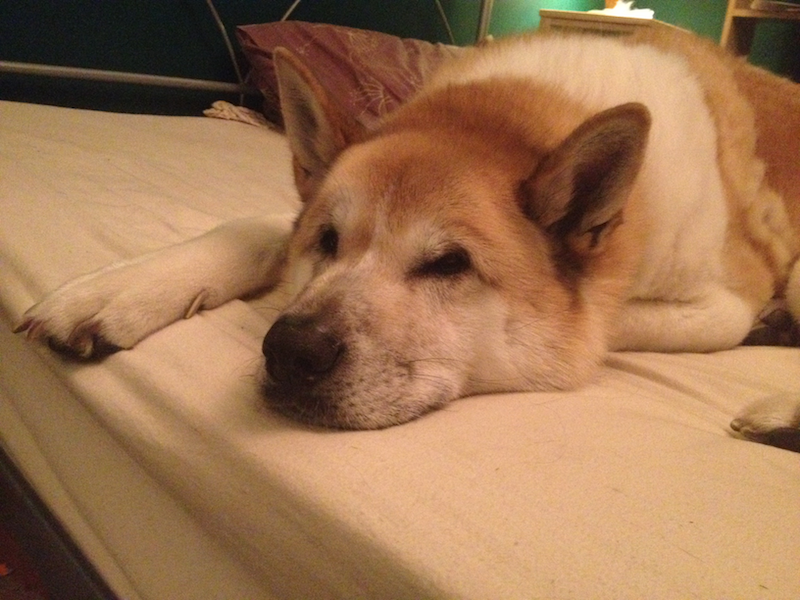 Taji on the bed