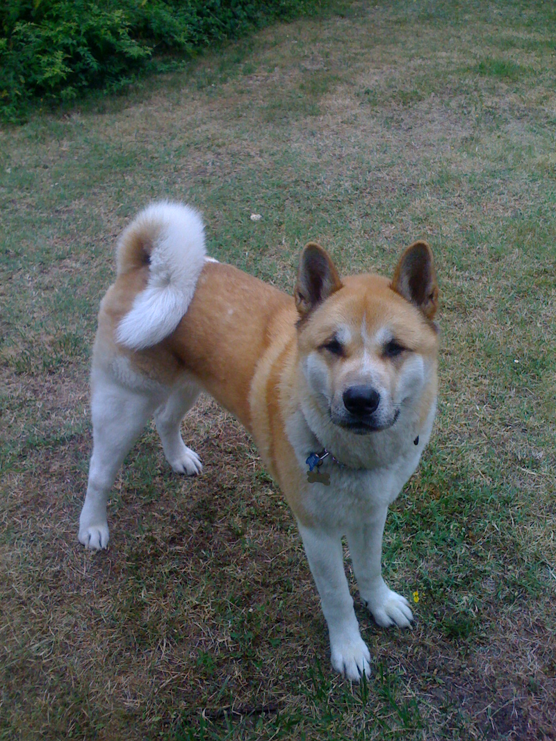 Taji in our garden