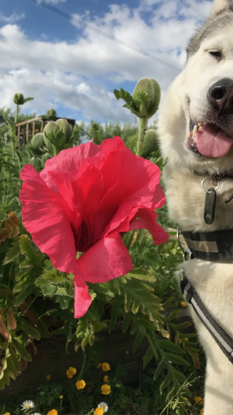 Zoose with a flower