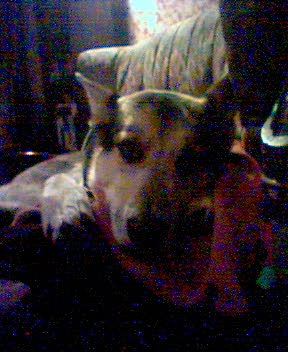 Laszlo peering from the sofa